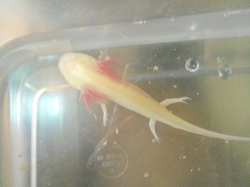 mushi my albino GFP