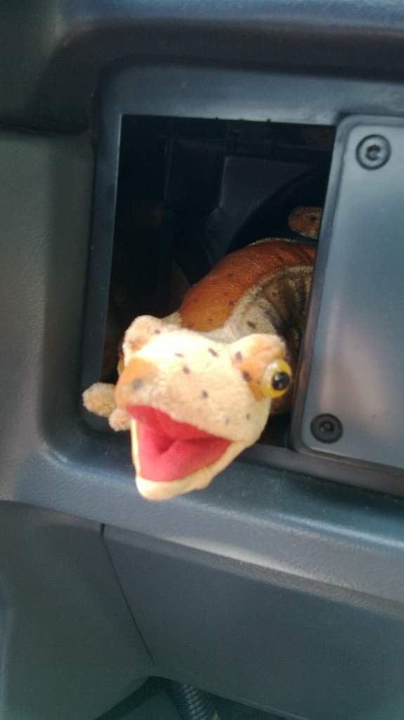 Mustang Vent Salamander
