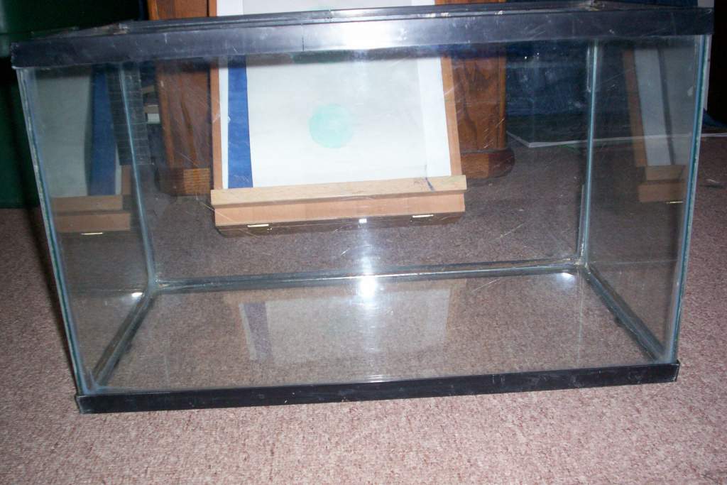 My 10gal Tank 10" high