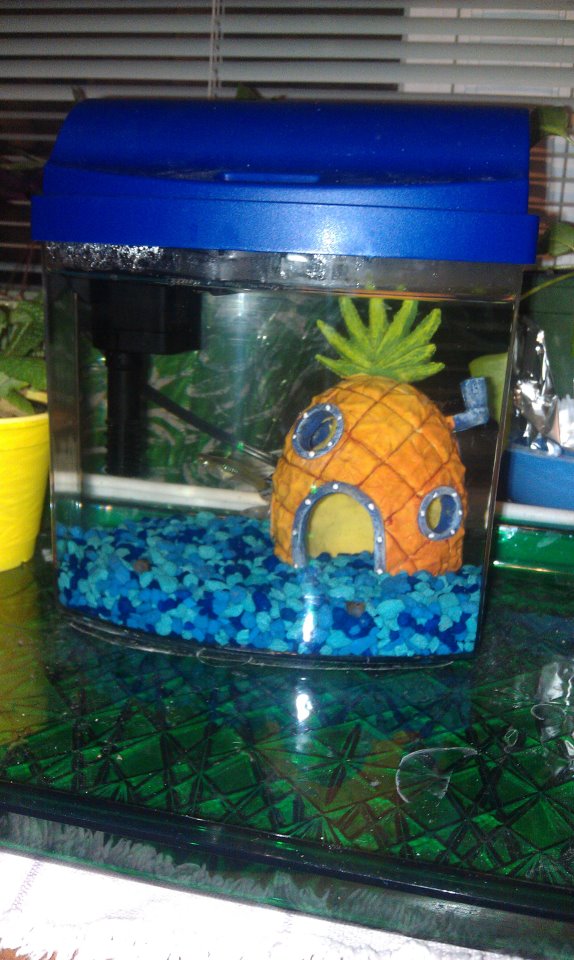 My 1gal tank