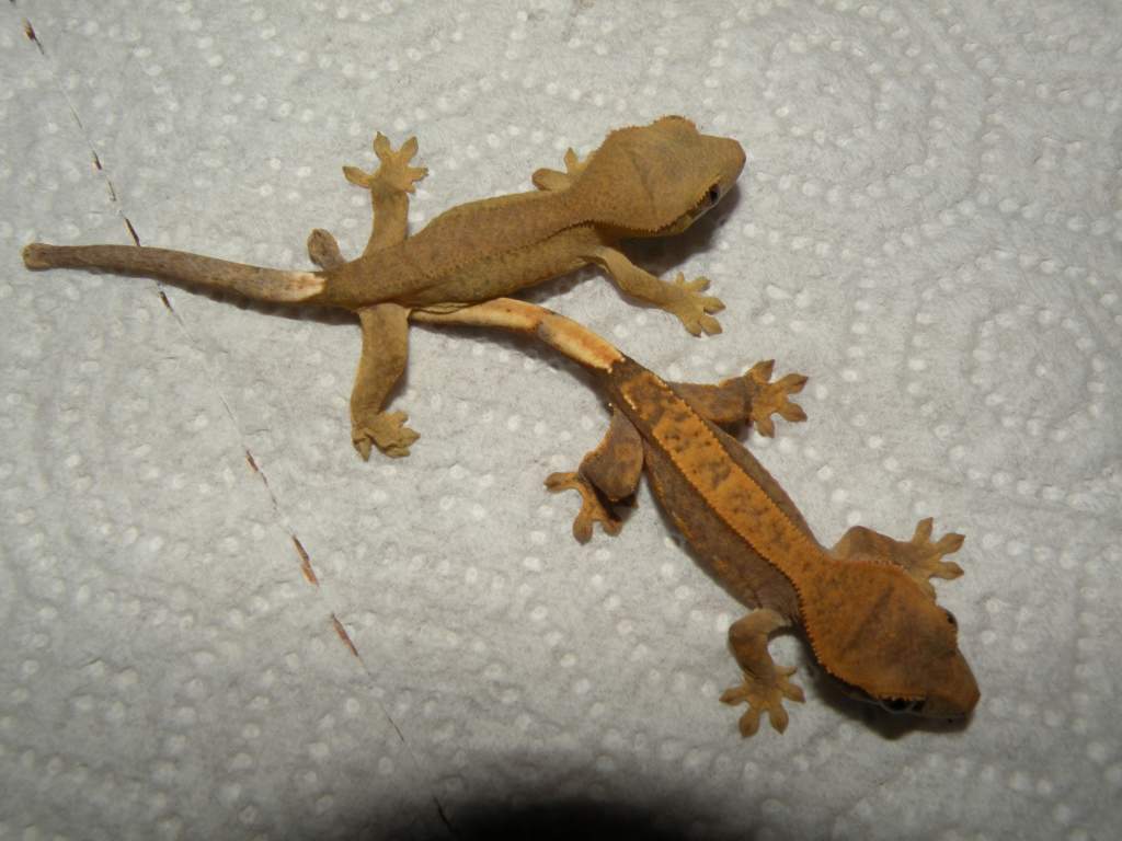 My 2 hatchlings!!! So Cute! They were hatched on October 20, 2010.