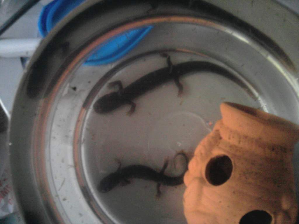 My 2 Paddle-Tailed Newts Imi and Rissi not long after I got them (they were not in the bowl for long, it was a temporary home until I got them a prope