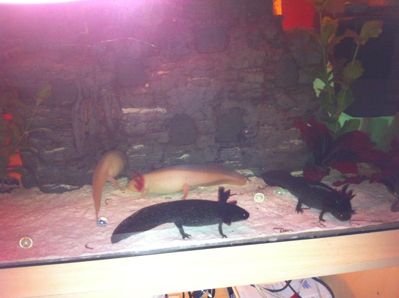 my 2 wild types with there new partners x