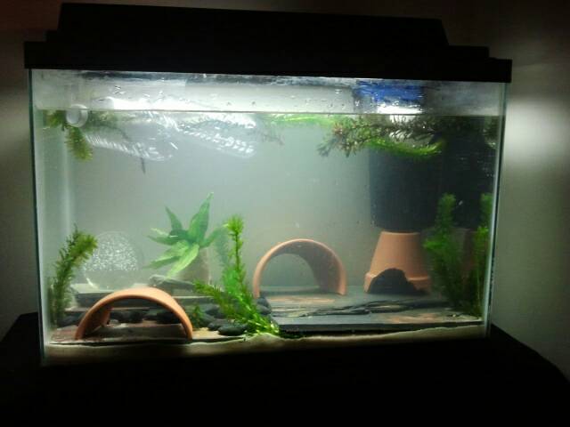 My 20 gallon holding tank.  Sand substrate covered with slate.  Terracotta hides.  Planted and floating Elodea with a Java Fern.  Whisper filter with 