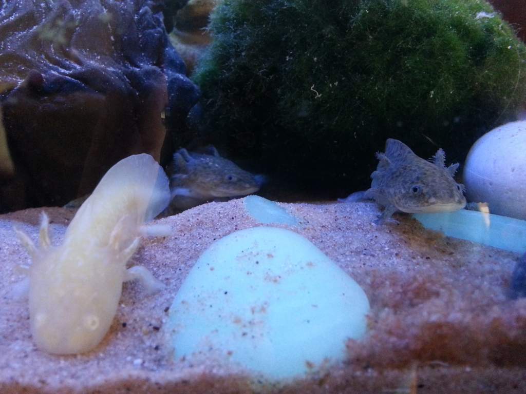 My 3 older (3inches) that I rescued from a tank id guess had no more than 4pints of water and seven axie all together in:-( many had hands or feet mis
