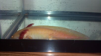 my 7in chubby monster  :)