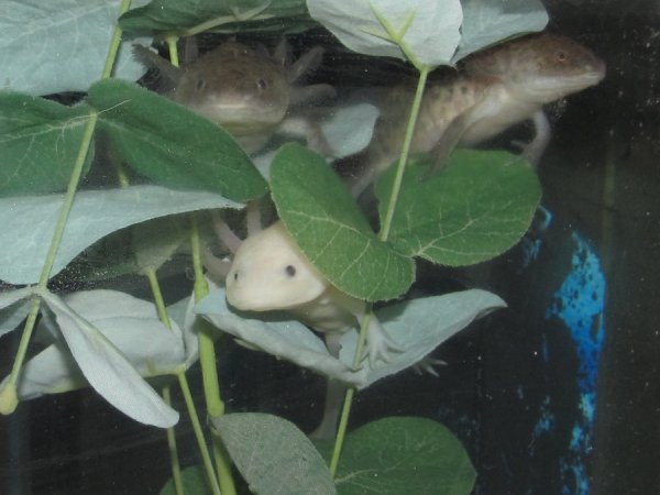 my 8 month old axies