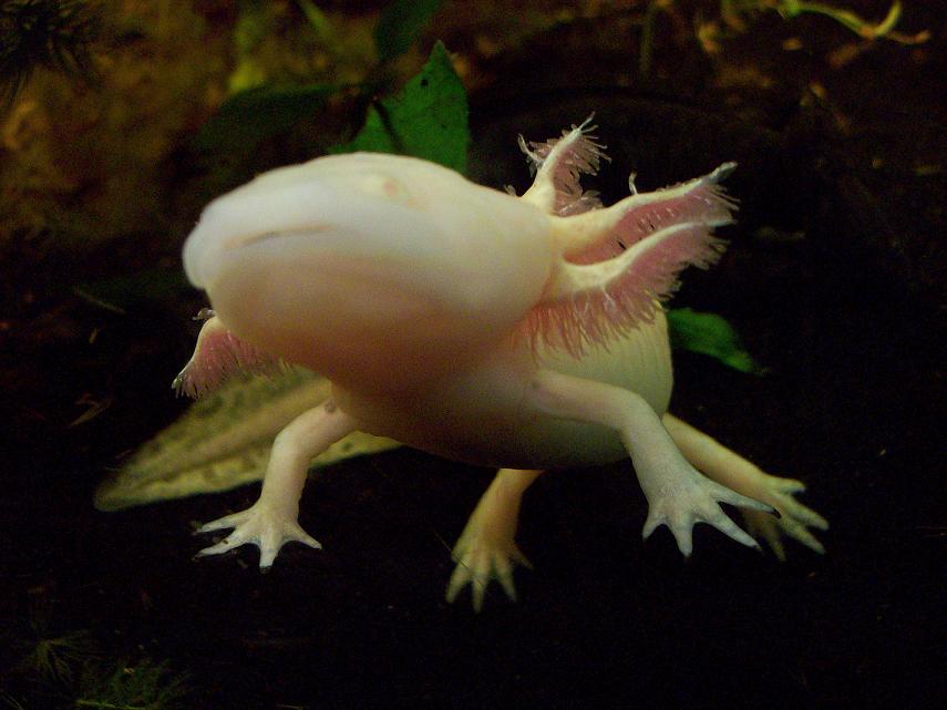 my adult albino male