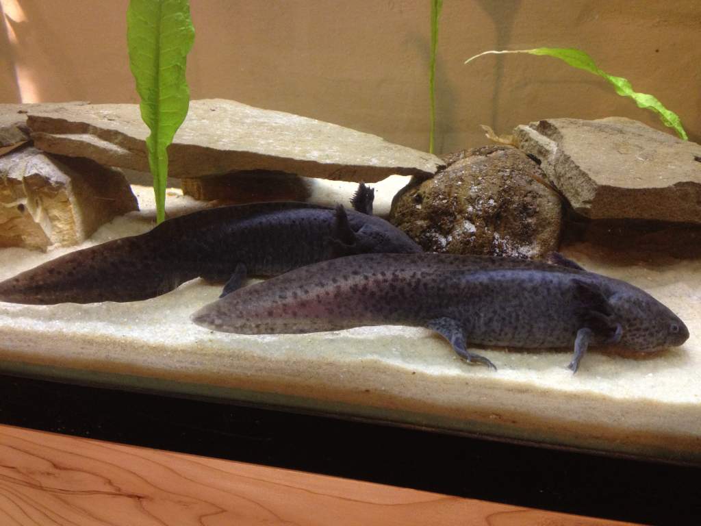 My adults axies