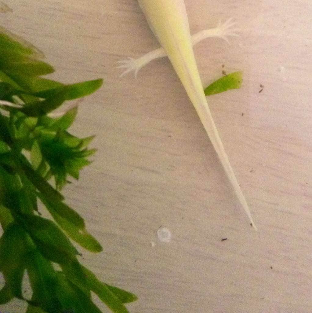 My albino has 6 toes