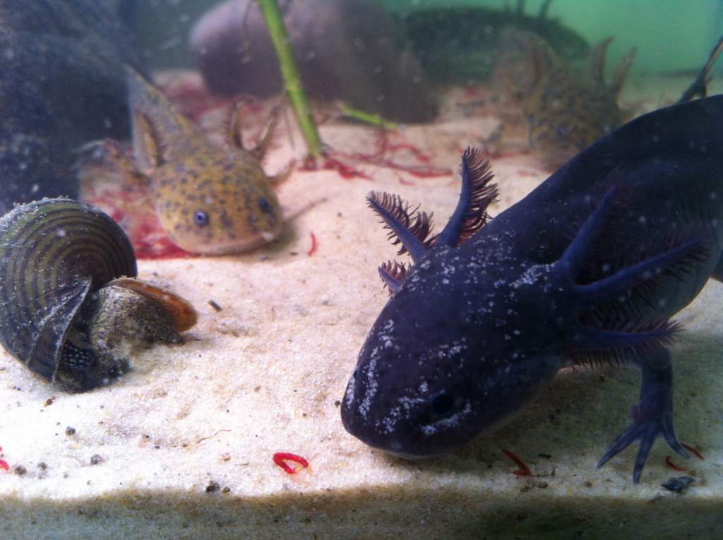 My Andersons and a black Axolotl