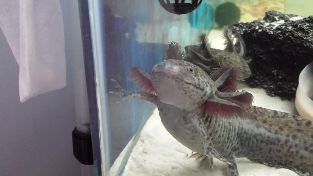 My attention hog, she has just started this, anytime I am near the tank and when I stick my hand in to feed shes all over me.  The others act as if th
