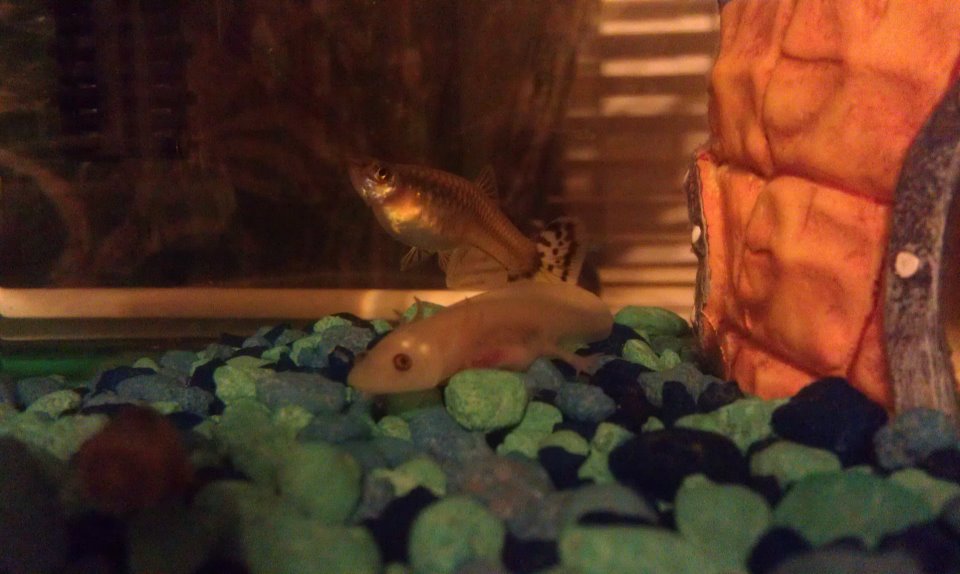 My axie and guppie