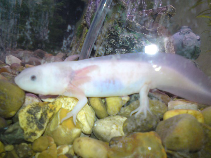 My axie