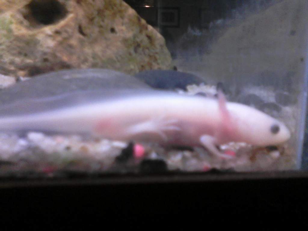 my axolotl is named Newt Gingrich. because I think I'm funny.