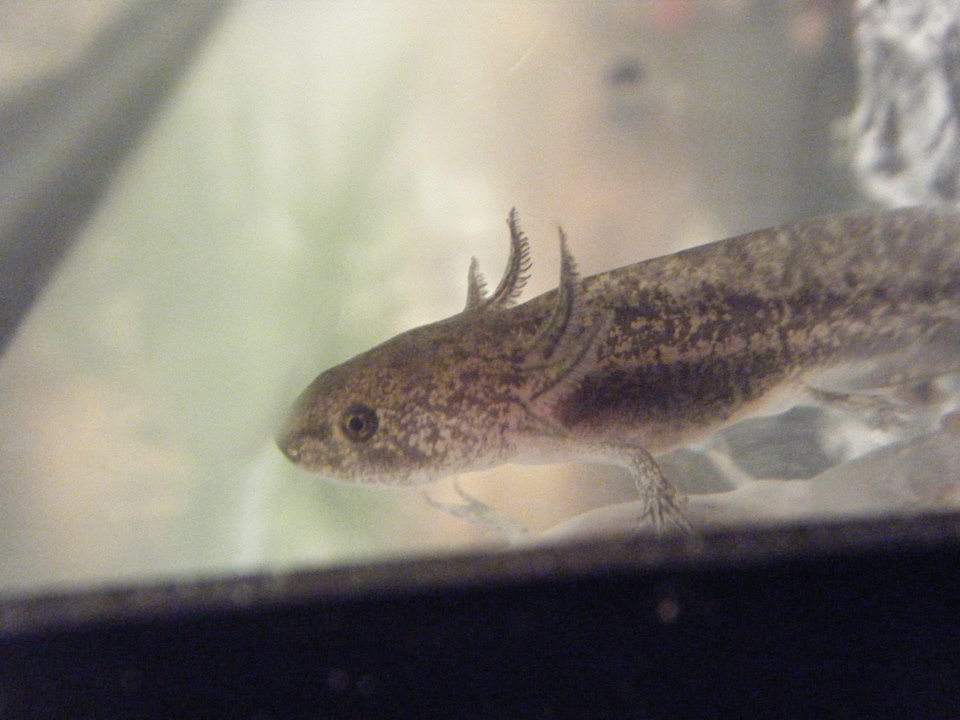 My Axolotl, "Little Buddy".