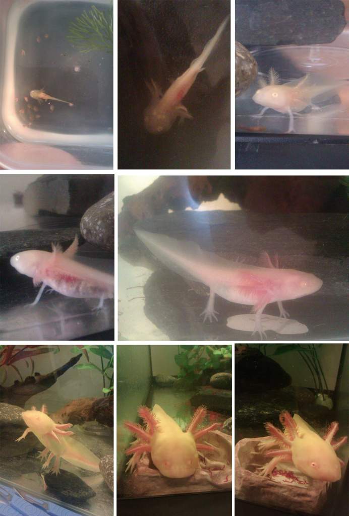 My axolotl Rex growing up! Nearly a year old in May