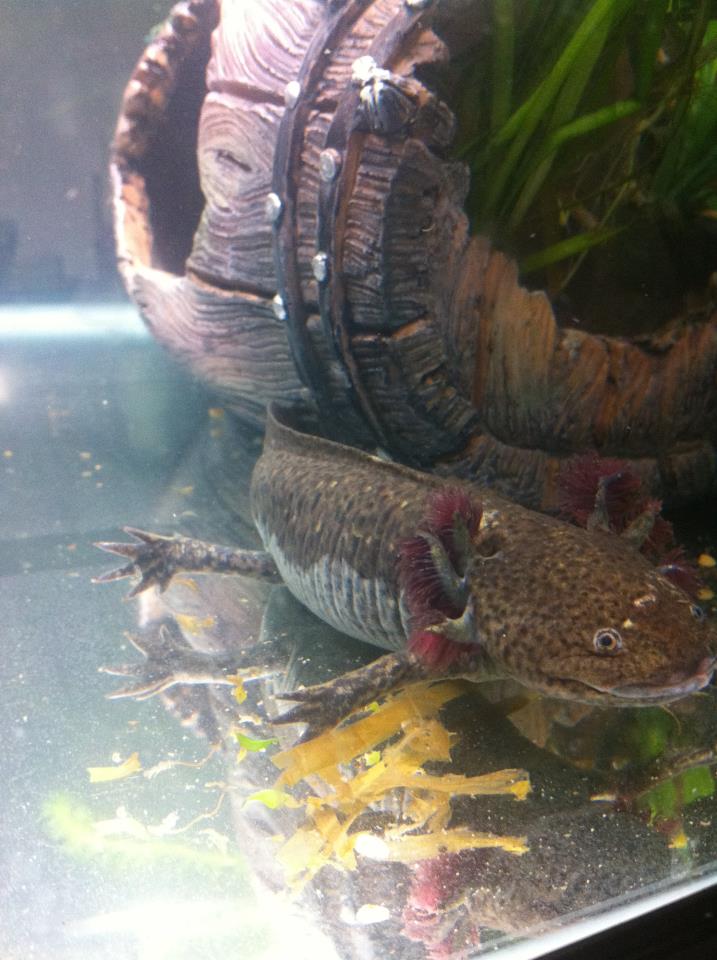 My Axolotls..
The bottom half? different colour that from stress??
