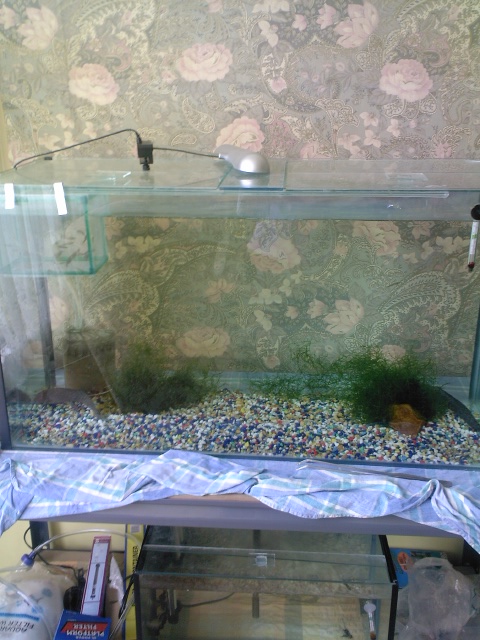 my axolotol tank