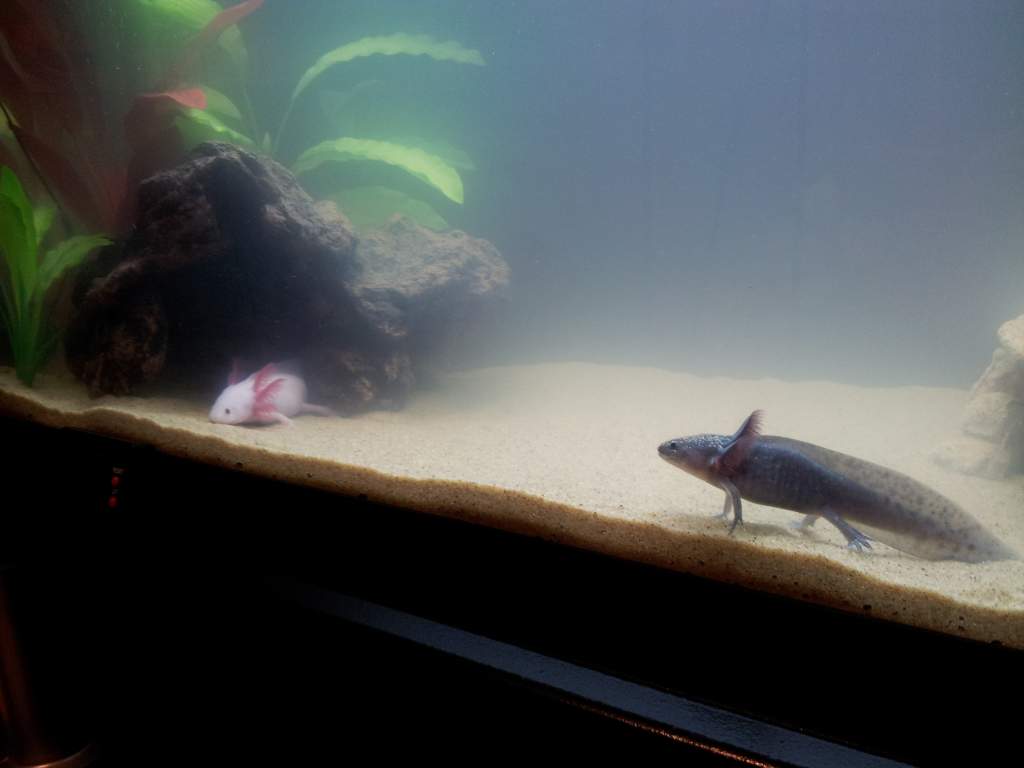 My babies
