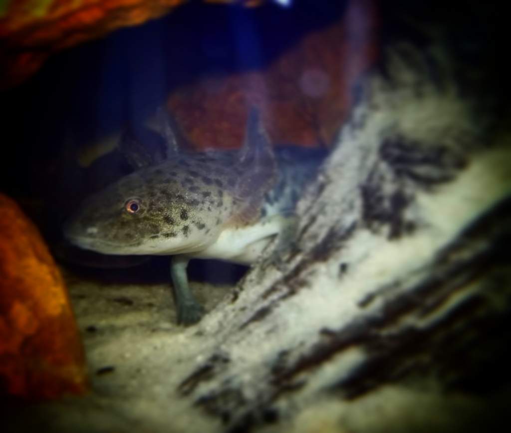 My baby axolotl,  Rouge.