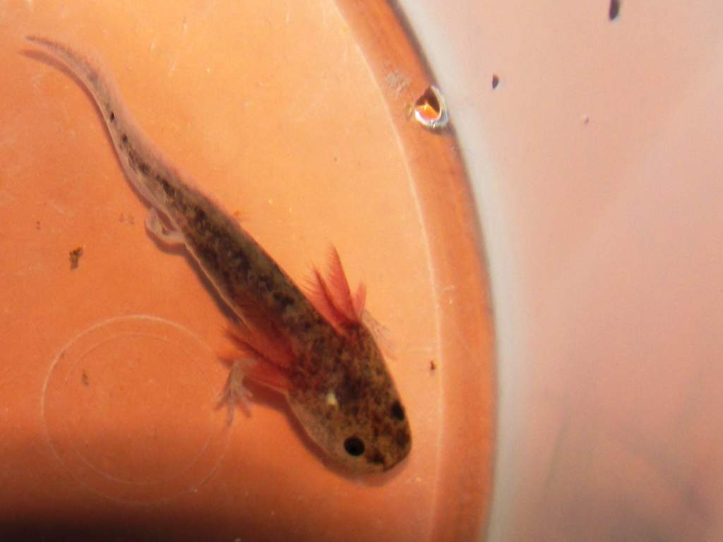 My baby axolotl