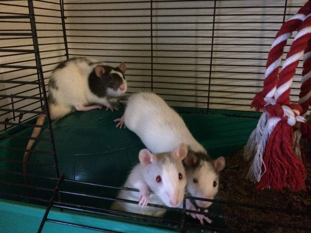 My baby boys.