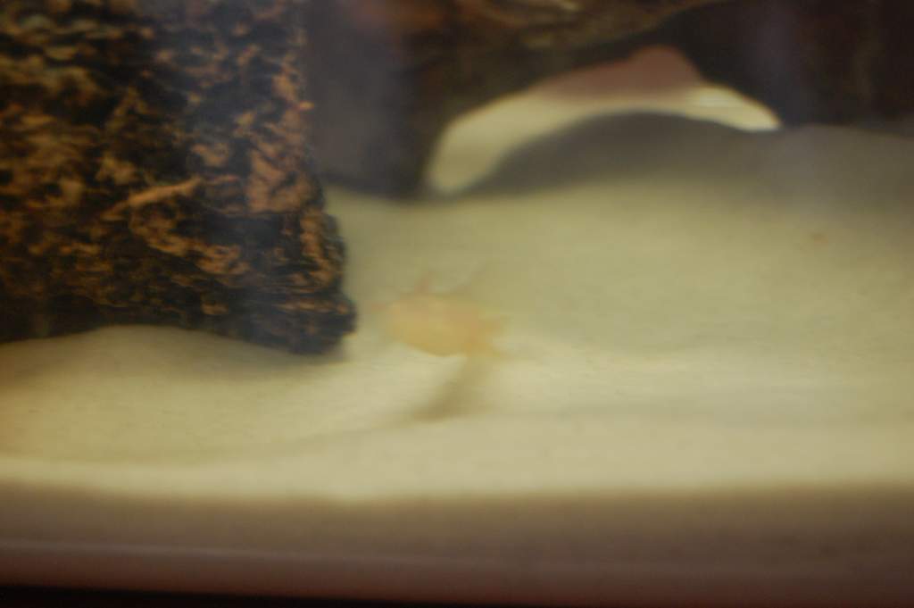My baby golden albino gfp checking out the new home.