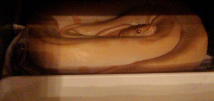 My baby male green albino Burmese