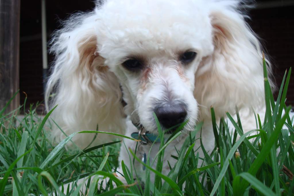My baby Ollie, I am a dog person and an axi person!!!