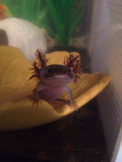 My baby wild type