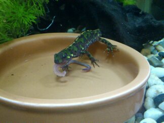my beautifull female marbled newt having her dinner