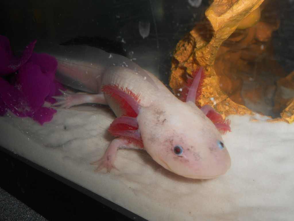 My big boy Leucistic
