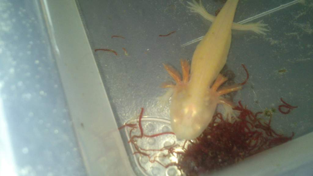 my bloodworm