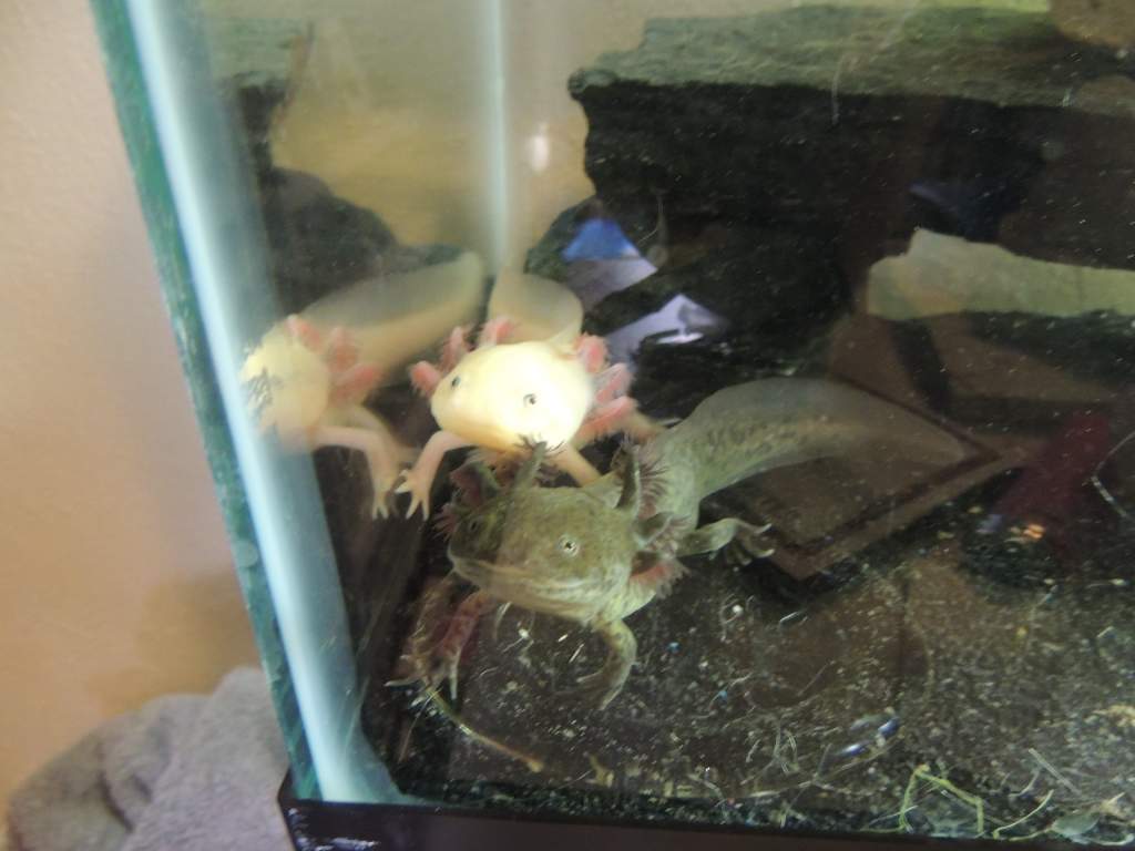 My boys asking for food