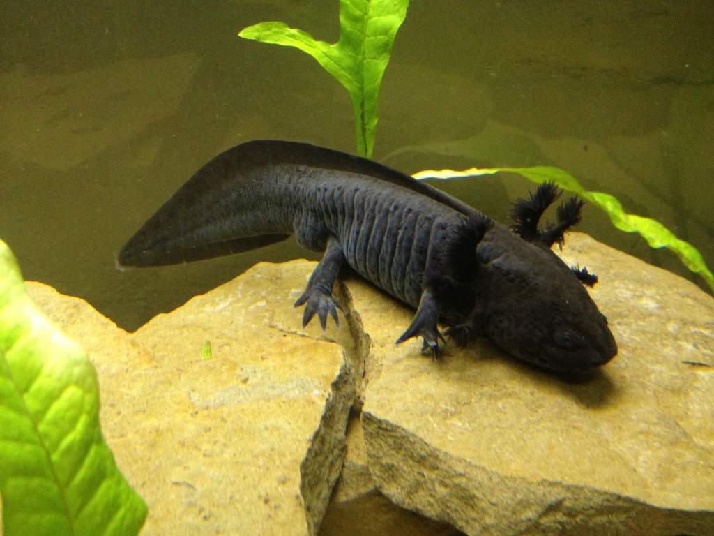 My breeder male