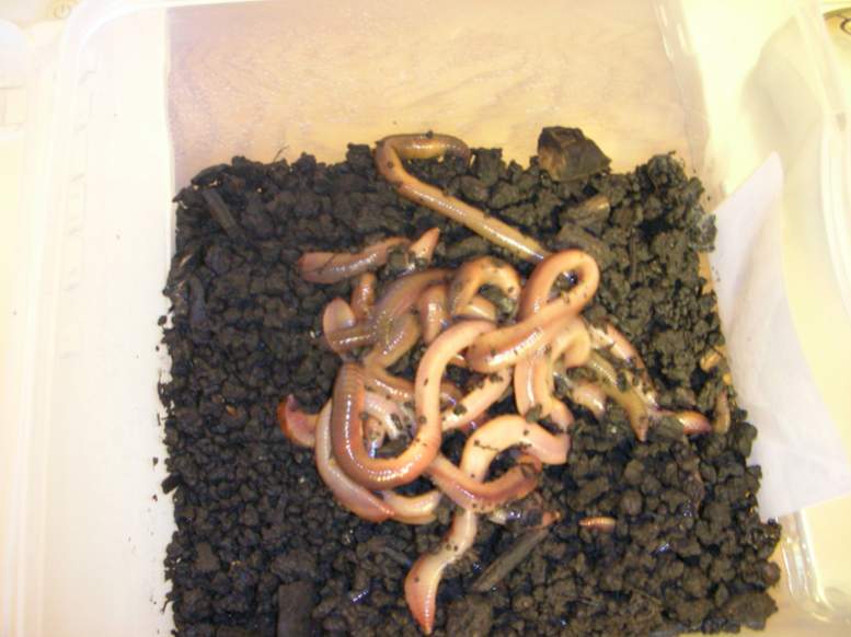 my bucket of worms