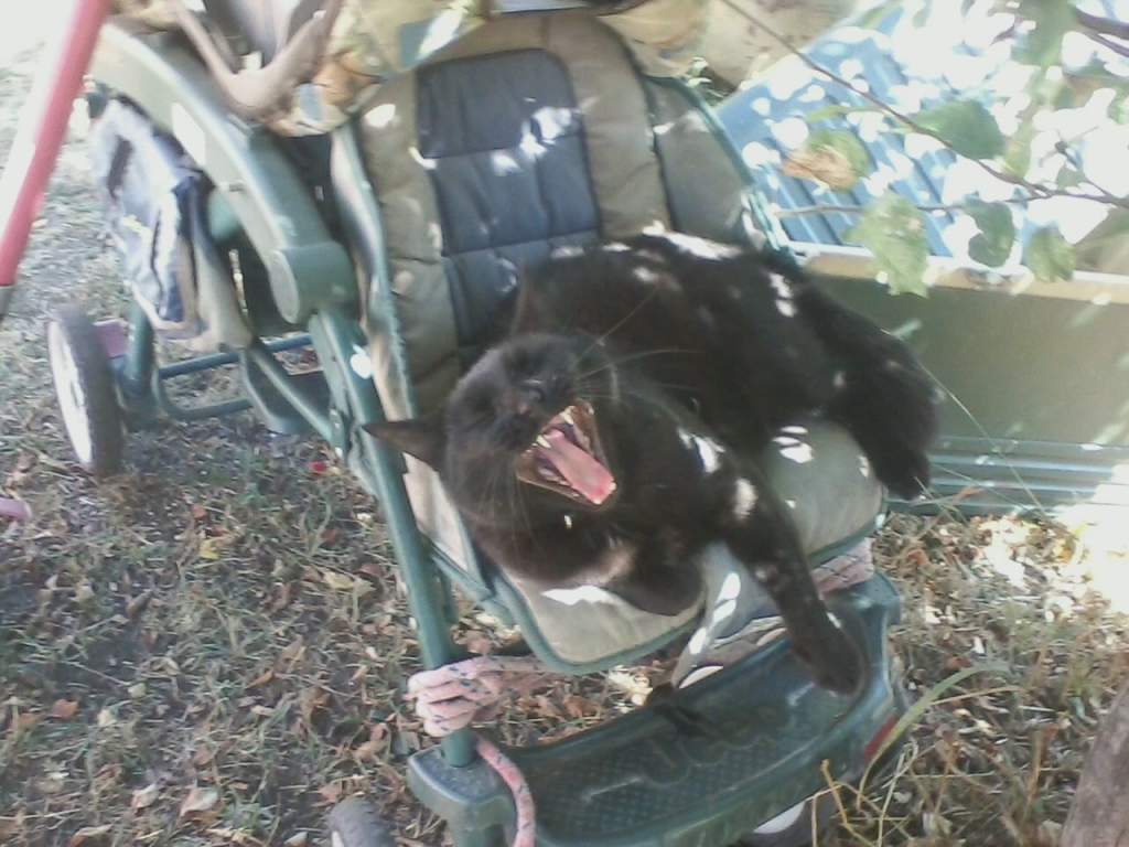 My cat Twitch. He's a dork, and the day we got our dog he followed her in our apartment after her walk. Poor little guy was full of worms, so we took 