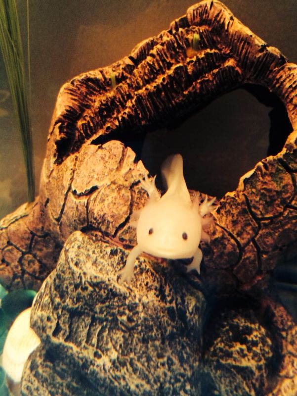 My Cave