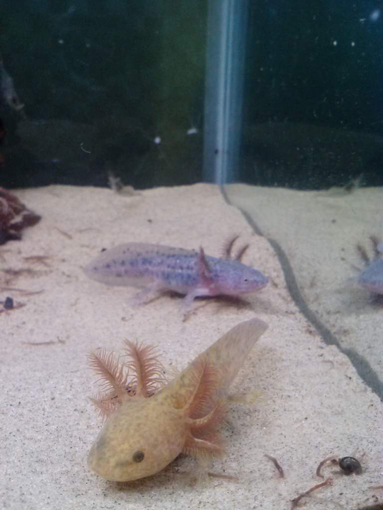 My copper and wild type