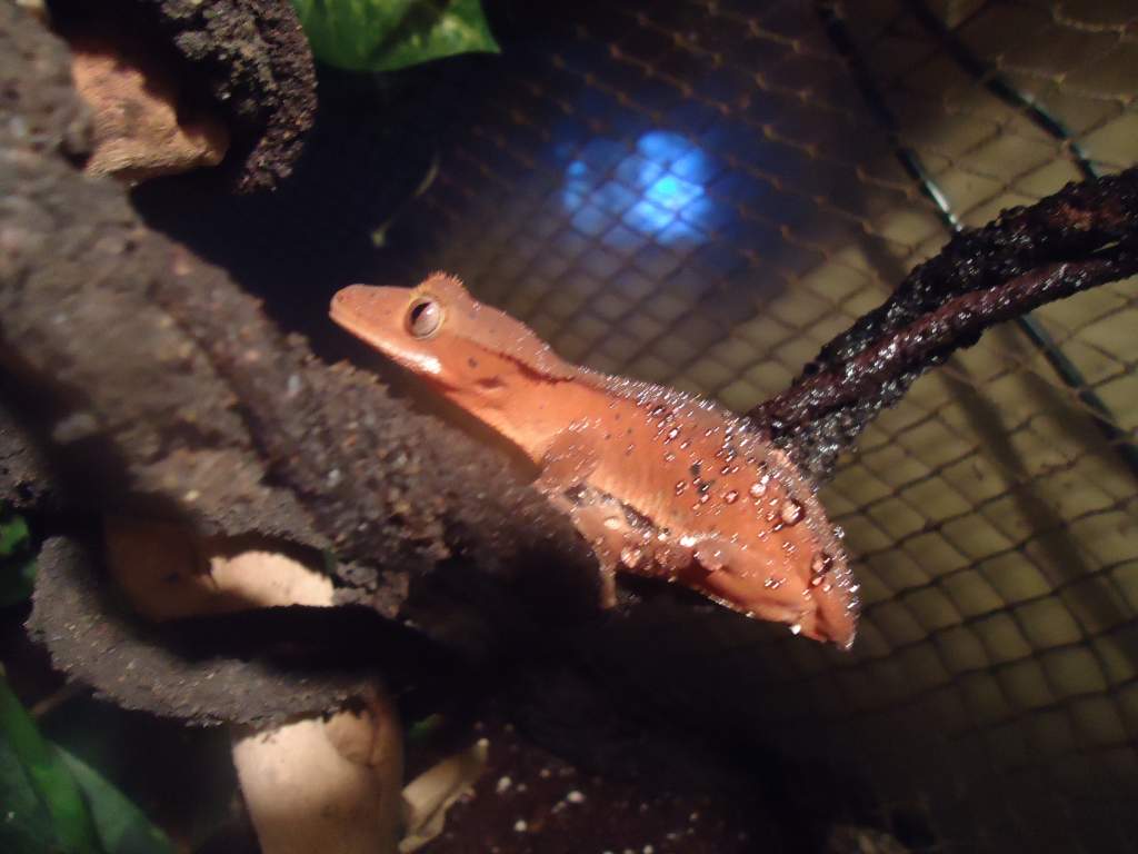 My Crested gecko with water droplets on her. Plus lost her tail.
