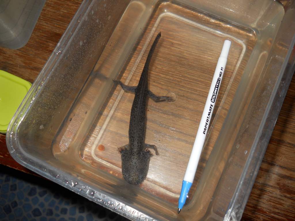 My cute little boy (well I'm not certain he is a boy.. but his name is Aristotle Axolotl).