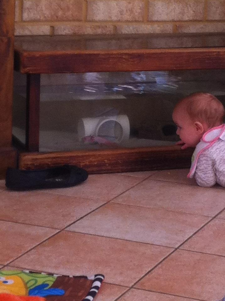 My daughter watching my little boy axie ludo.