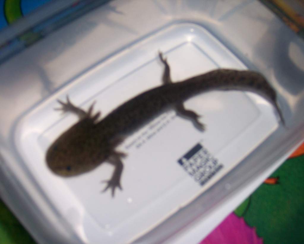 my daughters first axolotl. Waiting for 2 more. It's really cute waitin for her to come home from school to name it.