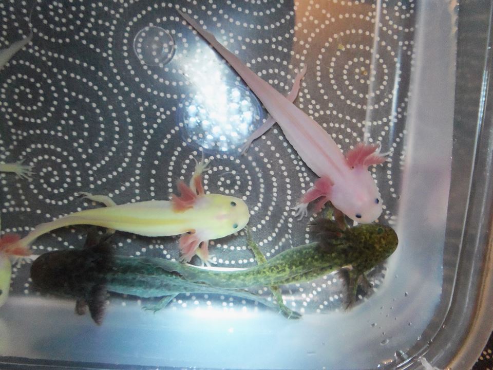 my different axie colors at a glance | Caudata.org: Newts and ...
