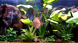my discus tank