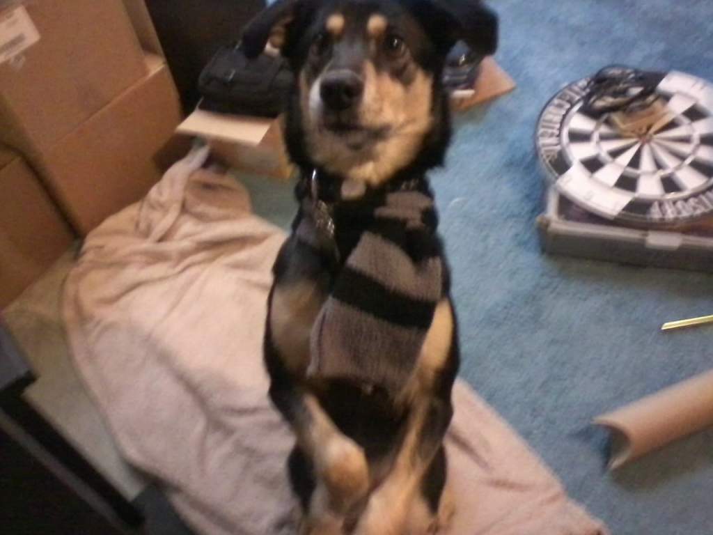 My dog Daisy, that if you ask me anything about you will find out that she's pretty much one of the most important things in my life :P I'm like those