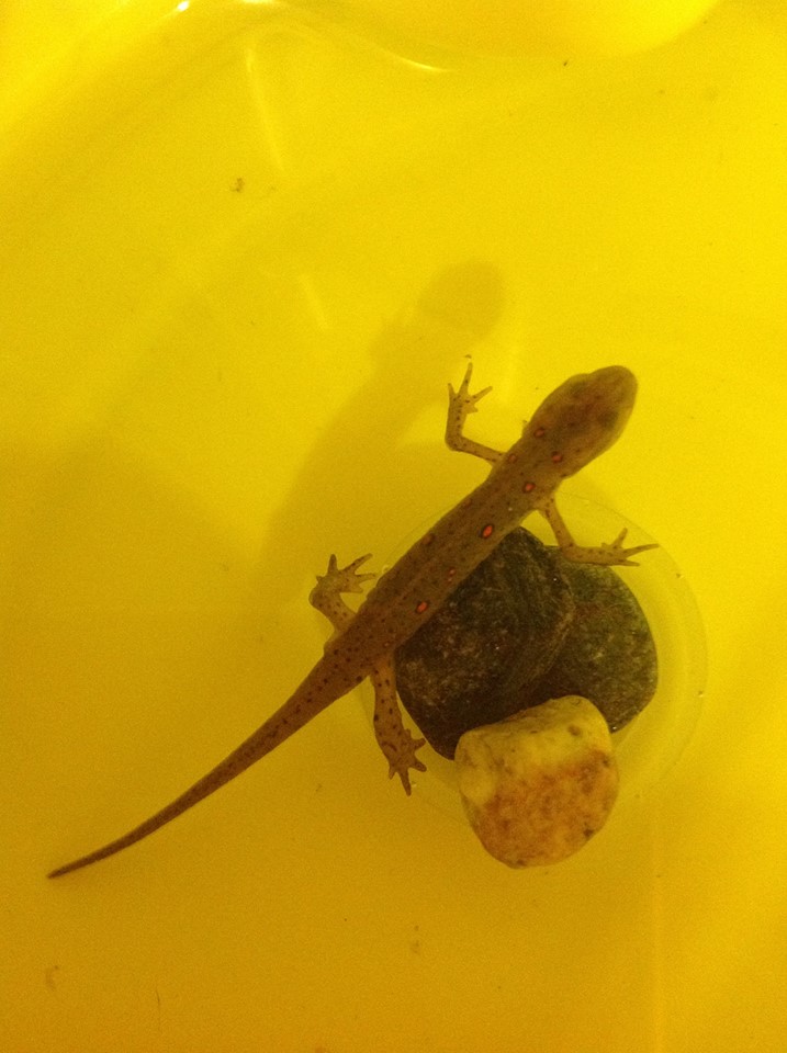 my eastern newt (Newton) the smallest of my three newts. He is starting to shed a little in this photo.