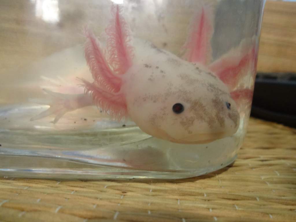 My favorite Axolotl, Calypso! <3 her!  She is about 6 months.
