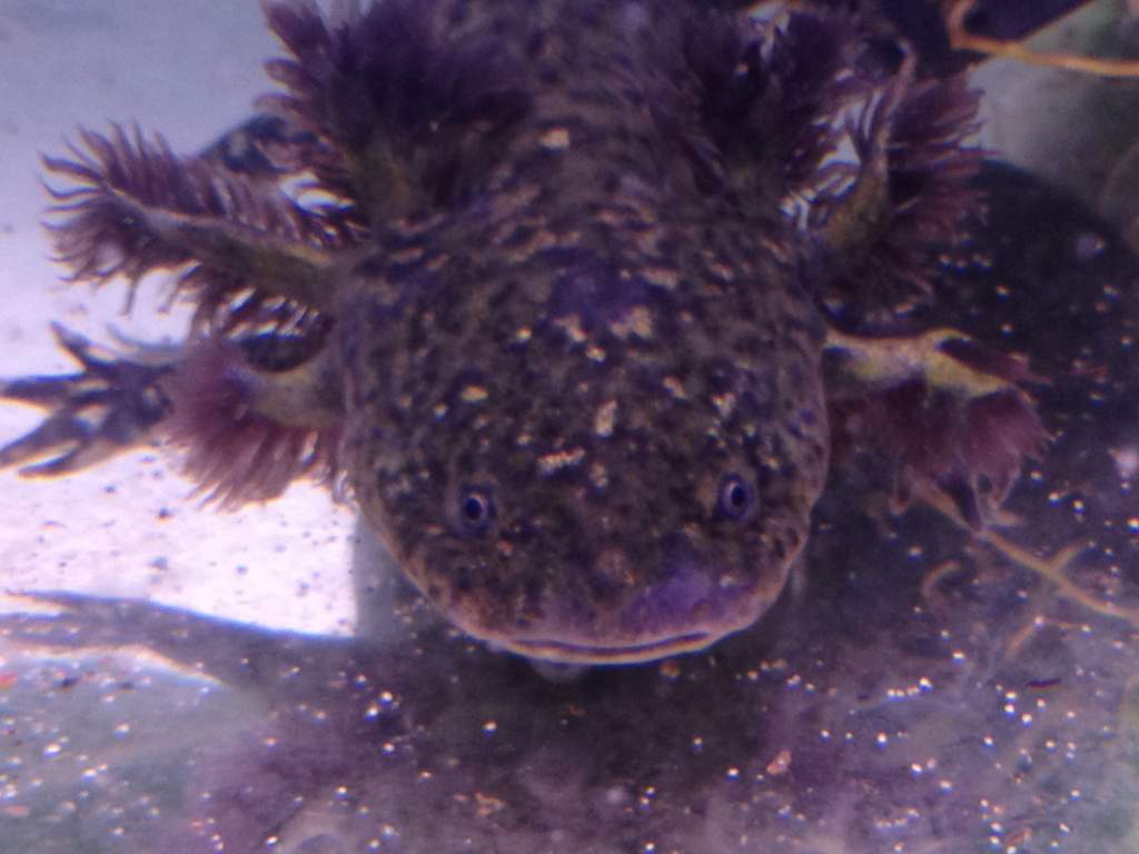 my favourite, the cute wild type... april 26th 2012...the blue in the photo is my shirt reflecting in the tank